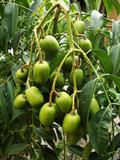 kedondong  ، buah long long  ، pomme cythere  ، June plum ، juplon  ، golden apple ، jobo indio ، ca